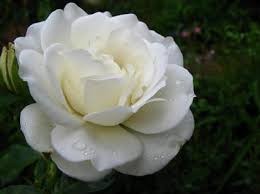 Hoa hồng trắng Images?q=tbn:ANd9GcQJCt-r_Q8bZQ-W4kXqTsSHnXvTzBx0YnAHcyYFUs-z3iL_lq8&t=1&usg=__AprLHevyIgS4ZXB9Ph7hBKMacAA=