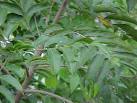 Guacatonga Pictures (<b>Casearia</b>