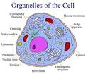Function of Animal Cell | Tutorvista.