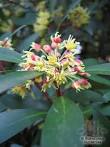 <b>DRIMYS</b> lanceolata >