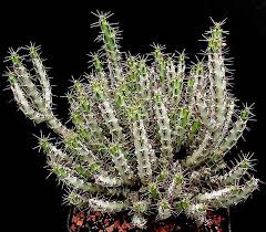 Résultat de recherche d'images pour ""Euphorbia malevola" bechuanica"