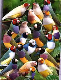 أجمل صور الطيور في العالم - سبحان الله - Images?q=tbn:ANd9GcQMNQbS5sIqZUGExN8lWRTE6ZhPCnbSdDwCkeJlsVe3Fg8fzhw_ow