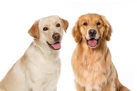 Golden Retriever vs. Labrador Retriever: Similarities ...