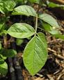 <b>Glycyrrhiza uralensis</b> Gan Cao