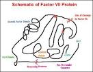<b>Factor VII deficiency</b>