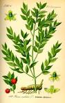 File:Illustration <b>Ruscus</b>