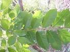 <b>Casearia</b> guianensis, branch