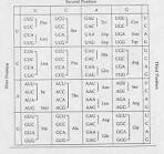 How To Read Mrna <b>Codon</b> Chart