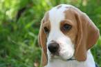 So Fluffy I Could Die: Beagle | Blog | GirlyBubble