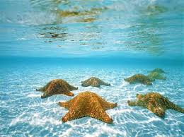 اعماق المحيطات كائنات وصور خيالية  Images?q=tbn:ANd9GcQPItylr1kd5yGimb0RNWpgqYCyoOWZPvxnuXOMGAPlGPYLVyTOag