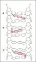 Interaction of <b>psoralen</b> with