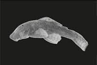 Image result for Chaetostoma spondylus