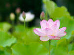 Hasu (flor de loto) - Taringa!