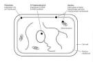 common <b>antifungal agents</b>.