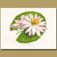 Image result for "Nymphaea boucheana"