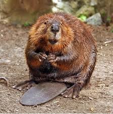 Image result for beaver