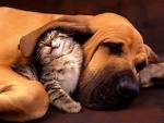 Dog Cat Best Friend Wallpaper | Selected Photos and Wallpapers