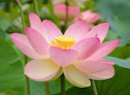 <b>Nelumbo</b> Nucifera Lian Zi