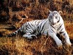 Tiger Wallpaper - Tigers Wallpaper (9981539) - Fanpop fanclubs