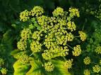 Wild Parsnip (<b>Pastinaca</b> sativa