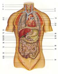 Vendimi i organeve të trupit Images?q=tbn:ANd9GcQWAd-Vhrve71DSANQhadtwU2l8ufgXqb5QXQVUT4FiKY4tiqIR