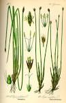File:Illustration <b>Eleocharis</b>