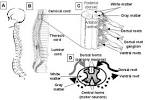 and transverse <b>myelitis</b>