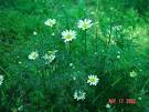 <b>Anthemis</b> arvensis plant