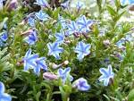 File:<b>Lithospermum</b> diffusum