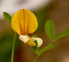 Image result for "Lotus oblongifolius var. cupreus"