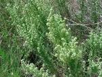 <b>Artemisia</b> carruthii, photo