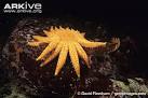 Sunflower star photo - Pycnopodia helianthoides - G68882 - ARKive