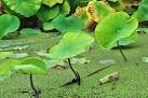 UK Scientists to Mimic Plants to Make Zero-Carbon Fuel | Conscious ...