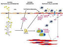 patogenesi <b>aterosclerosi</b>