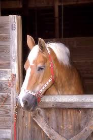 external image images?q=tbn:ANd9GcQZJanfolxCeekVIs6Q6EjDKJ5-R3-5wEdZCXbYGfCTR6p87ec&t=1&usg=__6Ik2UTRV_z7eQ1F7rl1Pq2J6M9E= external image images?q=tbn:ANd9GcQZJanfolxCeekVIs6Q6EjDKJ5-R3-5wEdZCXbYGfCTR6p87ec&t=1&usg=__6Ik2UTRV_z7eQ1F7rl1Pq2J6M9E=