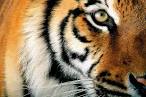 WWF - Photos of tigers and tiger issues