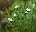 <b>Lithospermum</b> arvense, corn