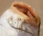 File:<b>Papilas gustativas</b> de un