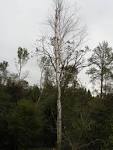 this paper birch tree,