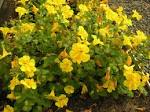 File:<b>Mimulus</b> guttatus.