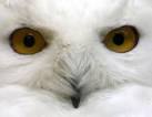 Follow the Piper: SNOWY OWLS
