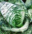 <b>Sansevieria</b> Hahni has short