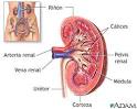 Anatomía del <b>riñón</b>: