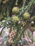 File:<b>Cryptomeria</b> japonica