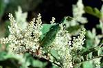 <b>Polygonum cuspidatum</b>