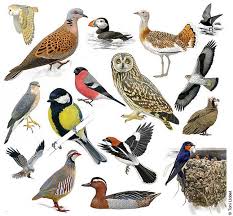 Toni Llobet | Nature illustrated » Over 2,000 species of flora and fauna - tonillobet_wildlifeart_bird_illustrations
