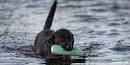 on <b>Leptospirosis</b> here
