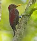 Oriental Bird Club Image Database : Maroon Woodpecker ...