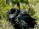 Photo: A male raven preens in