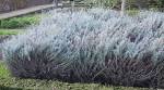 File:<b>Helichrysum</b> italicum